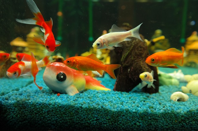 akvárium s rybkami.jpg